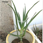 25usd Ngryise 300pcs Aloe arborescens seed