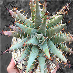 50usd Ngryise Aloe erinacea plant