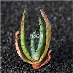 50usd Ngryise Aloe marlothii A.Berger plant