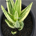 50usd Ngryise Aloe nobilis buyecheng plant