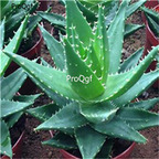 50usd Ngryise Aloe nobilis plant