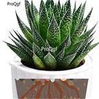 50usd Ngryise Aloe rauhii Snow Flake plant