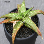 50usd Ngryise Aloe somaliensis plant