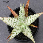 50usd Ngryise snow mountain plant