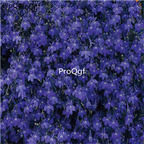 15usd dark purple Ngryise Lobelia erinus seed