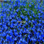 15usd dark  blue 1000pcs Ngryise Lobelia erinus seed