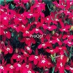 15usd dark red 1000pcs Ngryise Lobelia erinus seed