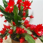 29usd dark red 2Pcs Nopalxochia ackermannii Plant