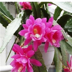 29usd purple 2Pcs Nopalxochia ackermannii Plant