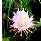 29usd white 2Pcs Nopalxochia ackermannii Plant