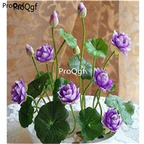 18usd dark blue Ngryise 50Pcs A Set Nelumbo Lotus Seed