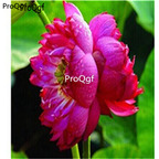 18usd double head purple Ngryise 50Pcs A Set Nelumbo Lotus Seed