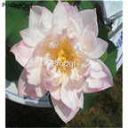18usd white Ngryise 50Pcs A Set Nelumbo Lotus Seed