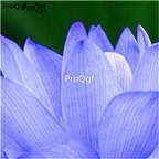 18usd blue Ngryise 50Pcs A Set Nelumbo Lotus Seed