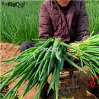 18usd Ngryise 3000pcs Allium Ascalonicum seed