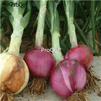 18usd Ngryise 3000pcs Allium Cepa seed