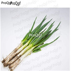 18usd Ngryise 3000pcs Allium Fistulosum seed