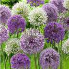 18usd Ngryise 3000pcs Giant purple allium seed