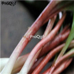 18usd Ngryise 3000pcs Wild Leek Allium seed