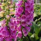 18usd purple Ngryise 5000pcs Penstemon campanulatus seed