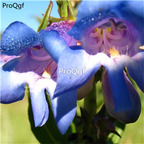 18usd blue Ngryise 5000pcs Penstemon campanulatus seed