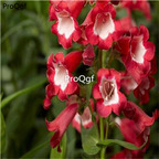 18usd red Ngryise 5000pcs Penstemon campanulatus seed