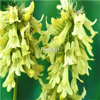 18usd yellow Ngryise 5000pcs Penstemon campanulatus seed