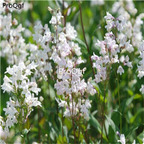 18usd white Ngryise 5000pcs Penstemon campanulatus seed