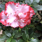 18usd white with red edge Ngryise 5000pcs azalea seed