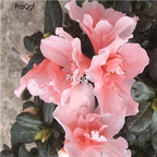 18usd hot pink Ngryise 5000pcs azalea seed