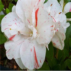 18usd white Ngryise 5000pcs azalea seed
