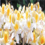 18usd white yellow Ngryise 5000pcs azalea seed