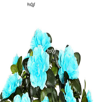 18usd blue Ngryise 5000pcs azalea seed