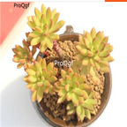 20usd Ngryise Adolphii Firestorm plant