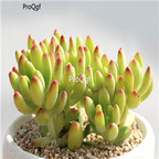 20usd Ngryise Alice Evans Plant