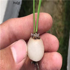 20usd Ngryise Bowiea volubilis plant