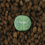 20usd Ngryise c206 lithop plant