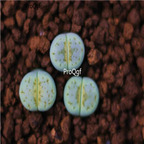 20usd Ngryise c297a plant