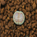 20usd Ngryise c349a plant