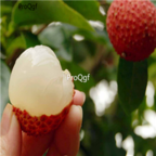 18Usd 200pcs Ngryise Litchi Chinensis For Lychee Li Zhi seed
