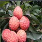 18Usd 200pcs data Ngryise Litchi Lychee Li Zhi seed