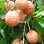 18Usd 200pcs guiwei Ngryise Litchi Lychee Li Zhi seed
