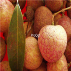 18Usd 200pcs heiye Ngryise Litchi Lychee Li Zhi seed