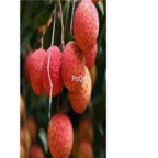 18Usd 200pcs huaizhi Ngryise Litchi Lychee Li Zhi seed