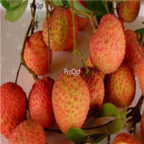 18Usd 200pcs lanzhu Ngryise Litchi Lychee Li Zhi seed