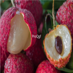 18Usd 200pcs xianjin Ngryise Litchi Lychee Li Zhi seed