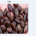 18Usd 500pcs Ngryise Gleditsia sinensis seed