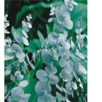 28Usd 5000pcs Ngryise Eucalyptus globulus Labill seed