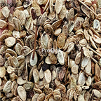18Usd 2000pcs Ngryise Fatsia japonica seed