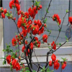 28Usd 500pcs Ngryise  Chaenomeles japonica seed